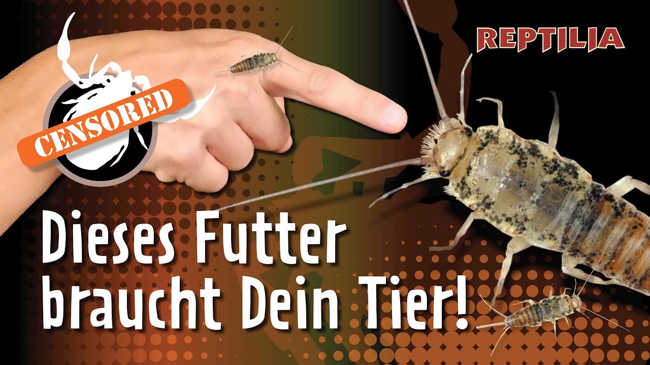 Ofenfischchen