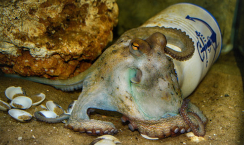 octopus 3741064 1920small