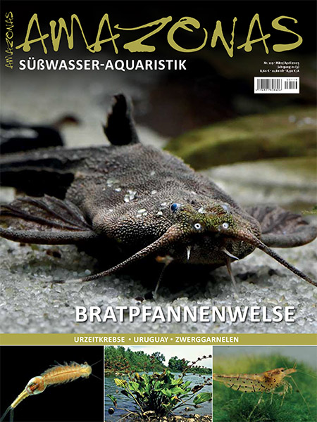119_web