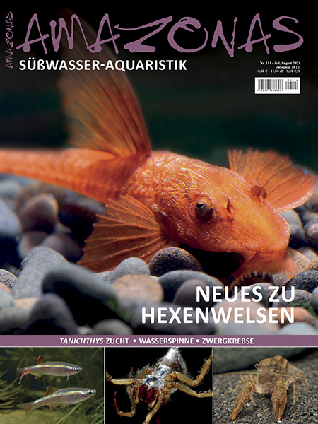 amazonas_114_neues_zu_hexenwelsen