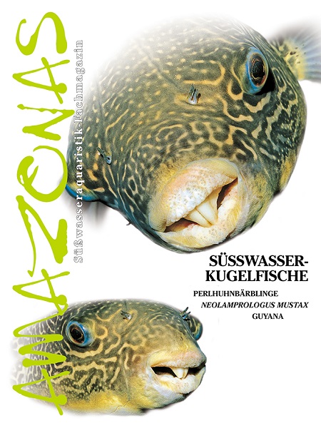 amazonas_11_suesswasserkugelfische