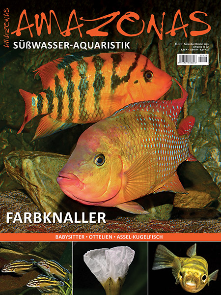amazonas_127_-_farbknaller_2125779811