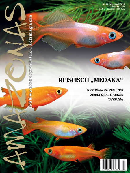 amazonas_64_reisfisch_medaka