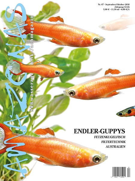 amazonas_67_guppys