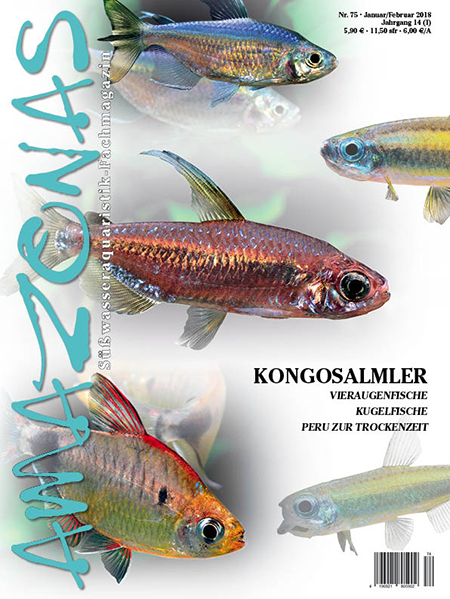 amazonas_nr__75_-_kongosalmler_-_haltung_und_zucht_der_gattung_phenacogramm_im_aquarium