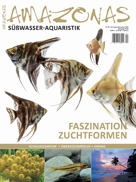 Amazonas Nr. 92 – Zuchtformen von Skalaren und anderen Fischen