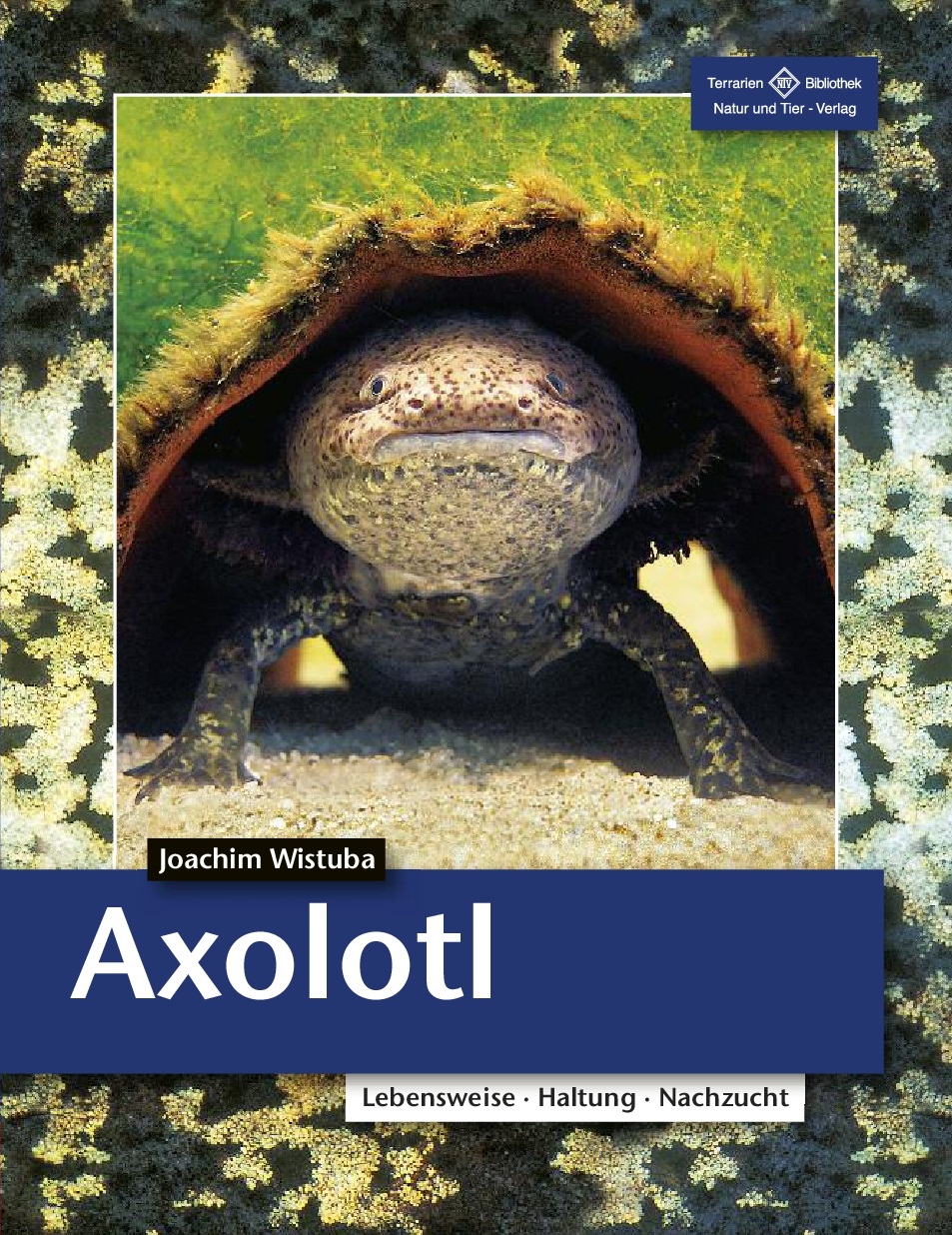 axolotl_ambystoma_mexicanum