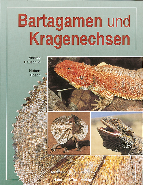 bartagamen_und_kragenechsen_650639803