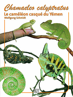 Chamaeleo calyptratus - Le caméléon casqué du Yémen 
