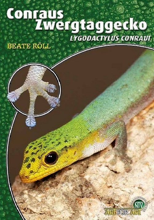 conraus_zwergtaggecko