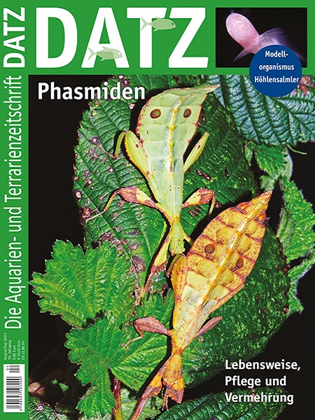datz_-_phasmiden_-_haltung_und_zucht_von_gespenstschrecken_im_terrarium