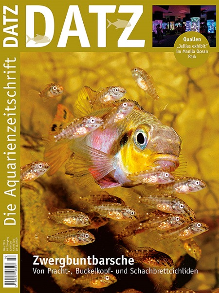 datz_03-2015_zwergbuntbarsche