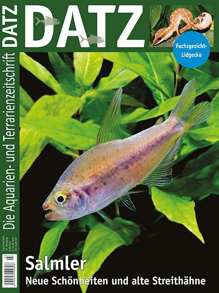datz_3-2025_-_salmler_im_aquarium