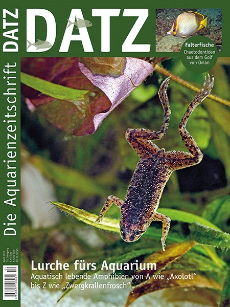 datz_4-2017_lurche_fuers_aquarium