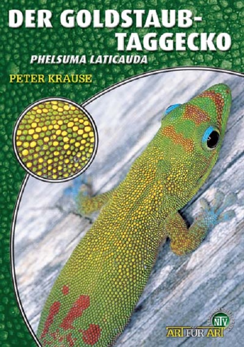 der_goldstaubtaggecko_phelsuma_laticauda