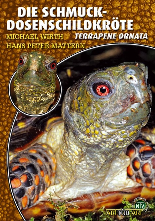 die_schmuck-_dosenschildkroete