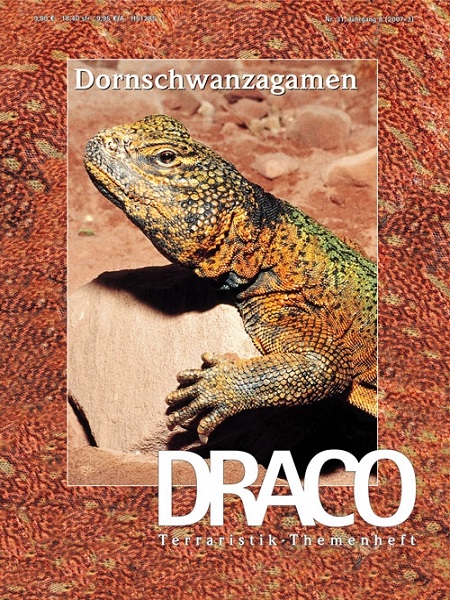 draco_31_dornschwanzagamen