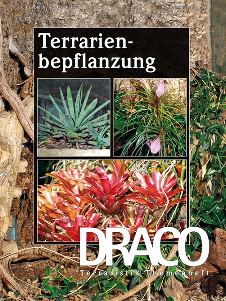 draco_41_terrarienbepflanzung