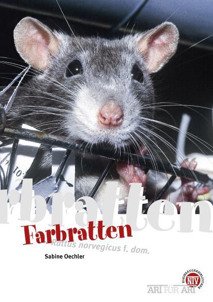 farbratten_rattus_norvegicus_f__dom_1351738848