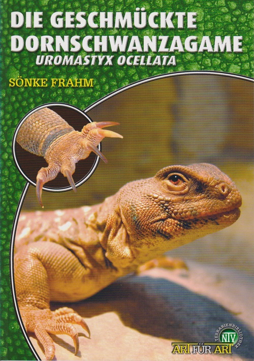 geschmueckte_dornschwanzagame_uromastyx_ocellata