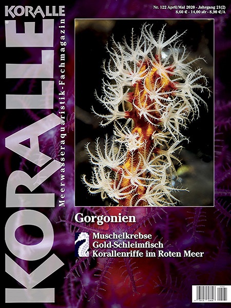 koralle122_gorgonien