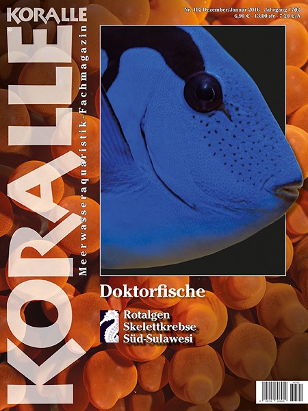 koralle_102_doktorfische
