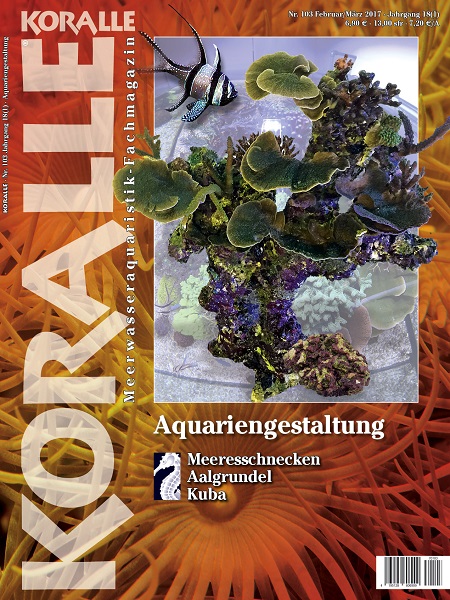 koralle_103_aquariengestaltung