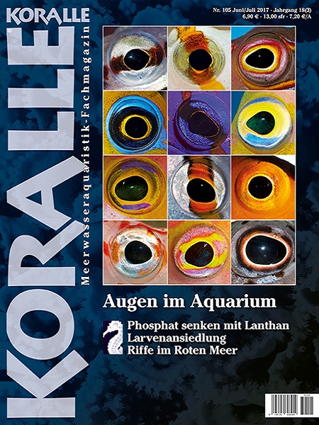 koralle_105_augen_im_aquarium