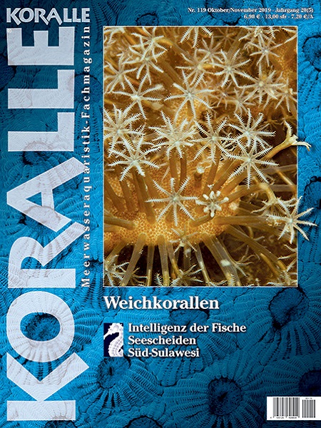 koralle_119_weichkorallen