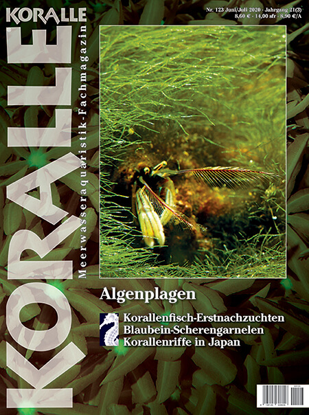 koralle_123_-_algen_im_meerwasseraquarium_bekaempfen_847161318