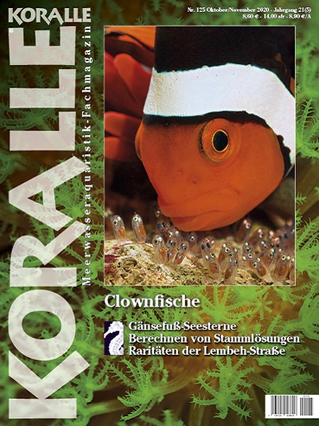 koralle_125_clownfisch