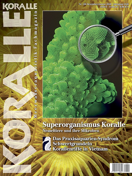 koralle_126_superorganismus_koralle