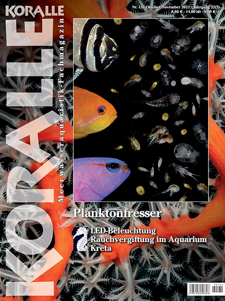 koralle_131_-_planktonfresser_im_aquarium