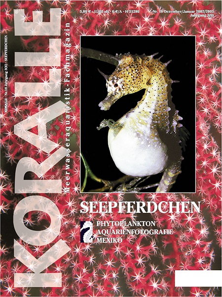 koralle_18_seepferdchen