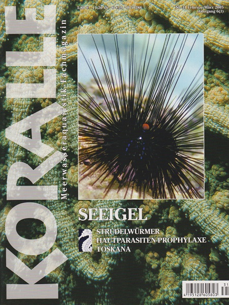 koralle_31_seeigel