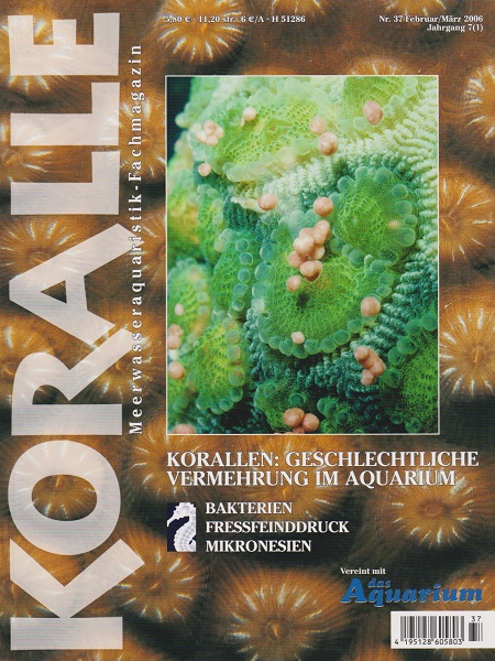 koralle_37_geschlechtliche_vermehrung_im_aquarium