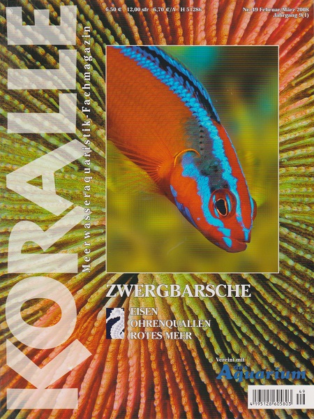 koralle_49_zwergbarsche