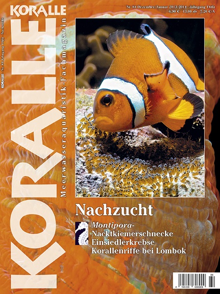 koralle_84_nachzucht