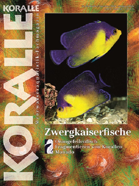 koralle_89_zwergkaiserfische