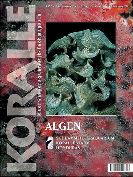 koralle_8_algen