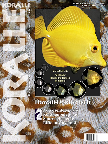 koralle_98_hawaii-doktorfisch