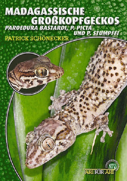 madagassische_grosskopfgeckos