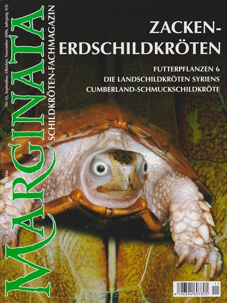 marginata_11_zacken-erdschildkroeten