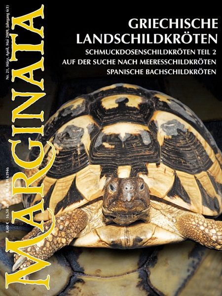 marginata_21_griechische_landschildkroeten