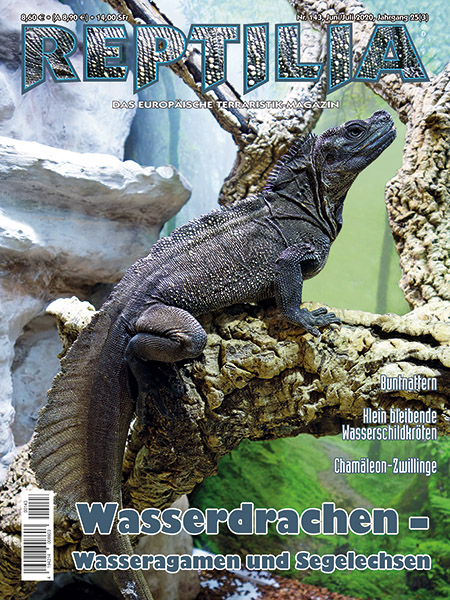 reptilia_143_wasserdrachen