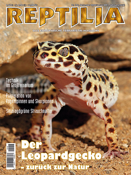 reptilia_146_der_leopardgecko