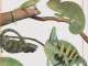 chamaeleo_calyptratus_the_yemen_chaleleon_9783866590366_cover