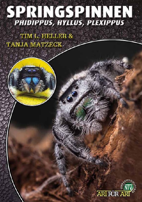 springspinnen_-_phidippus_hyllus_plexippus