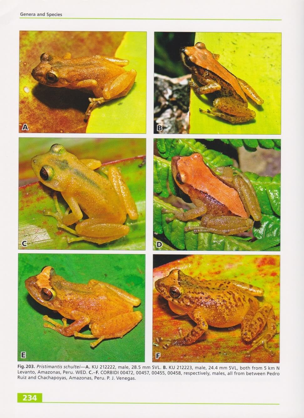 terrestrial-breeding_frogs_9783866590984_seite_234