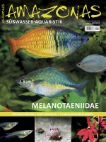 amazonas_110_melanotaeniidae